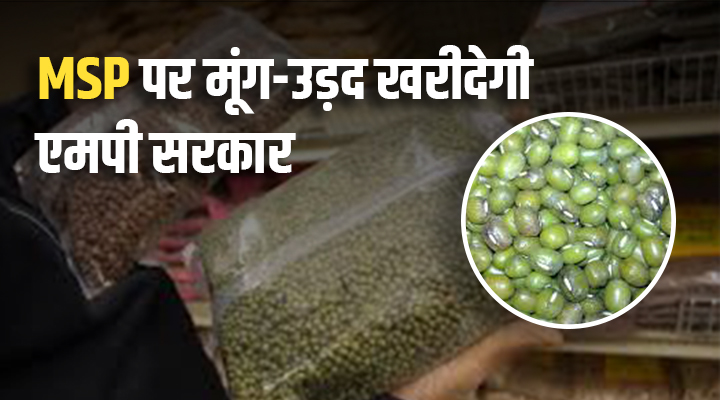 मध्यप्रदेश के किसानों के लिए बड़ी खुशख़बरी: अब मूंग-उड़द की ख़रीदी MSP पर, 19 जून से शुरू होगा रजिस्ट्रेशन