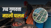 Blue Revolution: समुद्र में Sea Cage Farming से उच्च गुणवत्ता वाली मछलियों का उत्पादन, कम लागत, ज्यादा मुनाफा