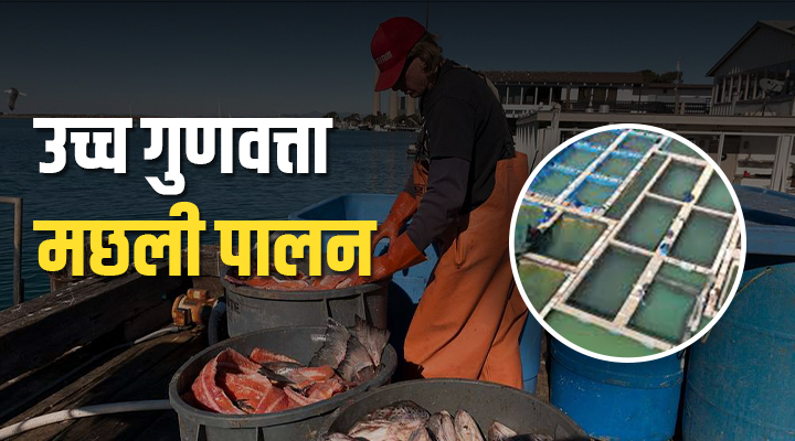 Blue Revolution: समुद्र में Sea Cage Farming से उच्च गुणवत्ता वाली मछलियों का उत्पादन, कम लागत, ज्यादा मुनाफा