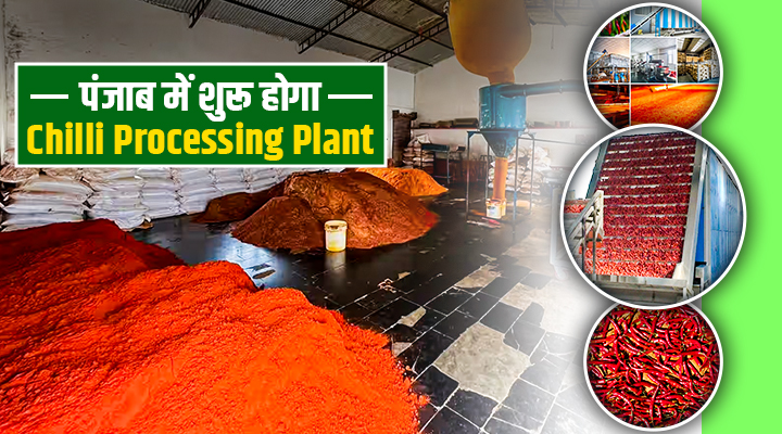 Chilli Revolution In Punjab: सिर्फ़ गेहूं-धान नहीं, अब पंजाब के किसानों की तकदीर बदल देगी मिर्च!