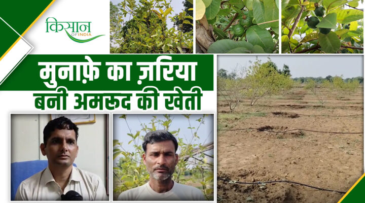 अमरूद की खेती से मालामाल: दौसा के इस किसान ने बदली अपनी किस्मत, हो रही लाखों में कमाई