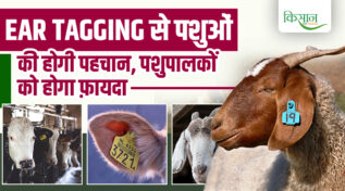 Ear Tagging In Livestock: अब न कोई पशु खोएगा, न बीमारी छुपेगी क्योंकि हर मवेशी को मिलेगी यूनिक आईडी