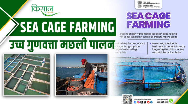 Blue Revolution: समुद्र में Sea Cage Farming से उच्च गुणवत्ता वाली मछलियों का उत्पादन, कम लागत, ज्यादा मुनाफा