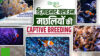 समुद्र का रंग-बिरंगा जादूगर Clownfish: CMFRI ने क्लाउनफिश के Captive Breeding में सफलता पाई