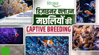 समुद्र का रंग-बिरंगा जादूगर Clownfish: CMFRI ने क्लाउनफिश के Captive Breeding में सफलता पाई