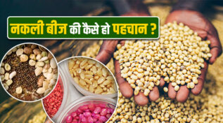 How To Identify Fake Seeds: नकली बीजों की पहचान कैसे करें? किसानों के लिए ज़रूरी गाइड