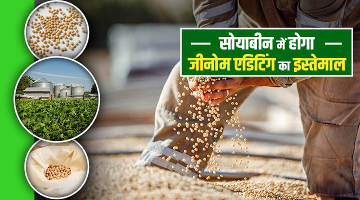 Improved Varieties Of Soybean: जीनोम एडिटिंग से तैयार की जाएंगी सोयाबीन की उन्नत किस्में, कृषि मंत्री का ऐलान