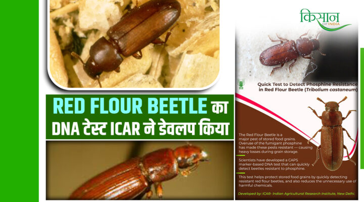 Red Flour Beetle: अनाज का दुश्मन नंबर-1 'लाल आटा बीटल' से बचाव के लिए IARI ने टेस्ट डेवलप किया