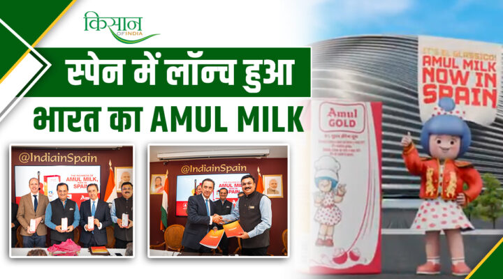 'Amul Milk' launched in Spain and EU: अमूल ने यूरोप में बढ़ाया बड़ा कदम! स्पेन में लॉन्च हुआ 'अमूल दूध', जानें पूरी डिटेल्स