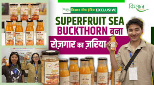 Sea Buckthorn सी-बकथॉर्न