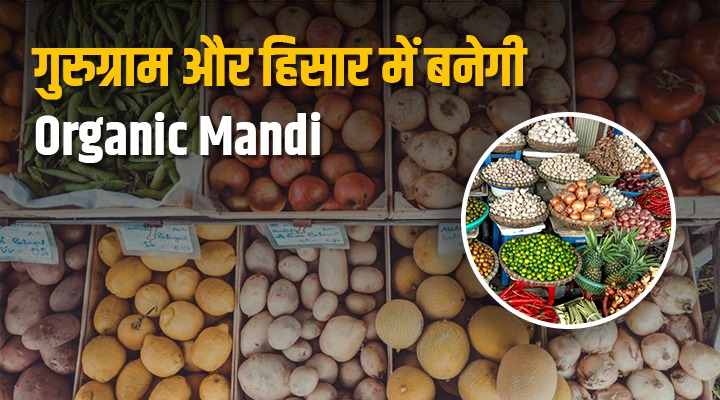 हरियाणा के किसानों के लिए खुशख़बरी! जैविक मंडियों और ब्रांडिंग से बदलेगी तस्वीर, प्राकृतिक खेती के साथ मिलेगा उपज का सही दाम