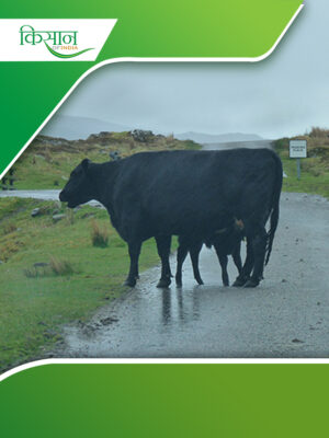 cattle Cover