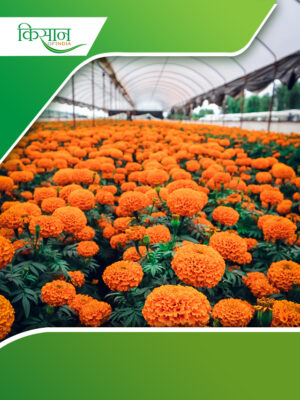 marigold flowers Cover