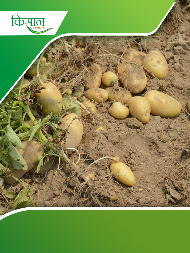 Production From Rotten Potatoes: सड़े हुए आलू से ऐसे करें उत्पादन