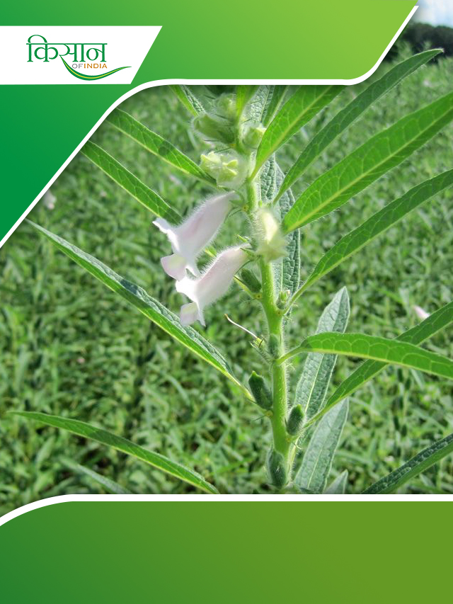 Sesame Cultivation: तिल की खेती के लिए सब्सिडी और योजनाएं
