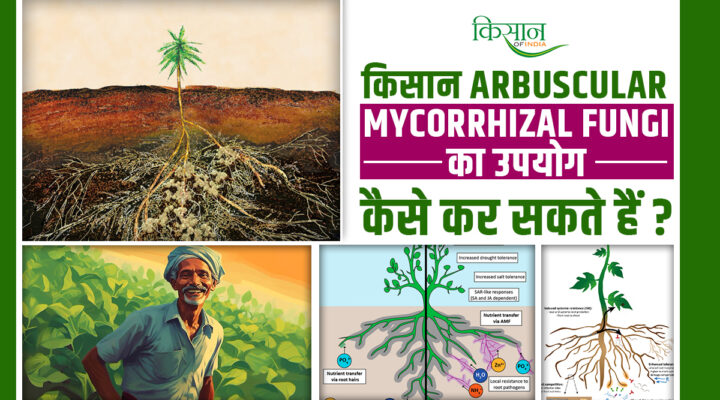 अर्बुस्कुलर माइकोरिज़ल कवक Arbuscular mycorrhizal fungi