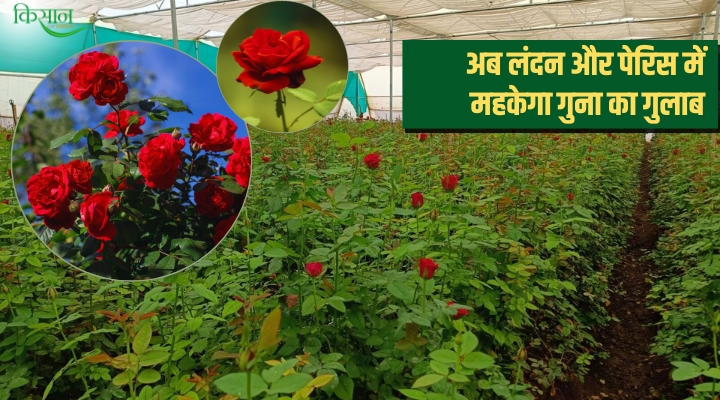 गुलाब की खेती और गुना का गुलाब