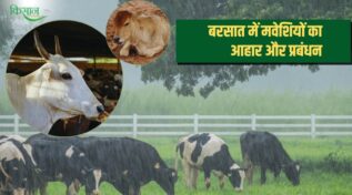 बरसात में मवेशियों का आहार और प्रबंधन Feeding and management of cattle during rainy season