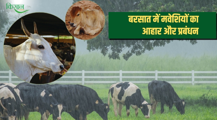 बरसात में मवेशियों का आहार और प्रबंधन Feeding and management of cattle during rainy season