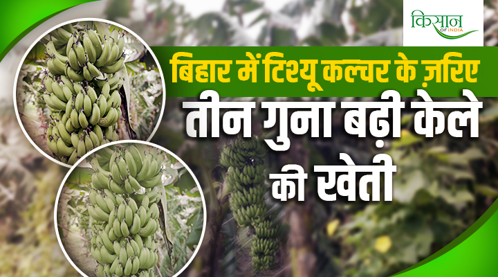 बिहार में टिश्यू कल्चर तकनीक से केले की खेती Banana cultivation using tissue culture technique in Bihar