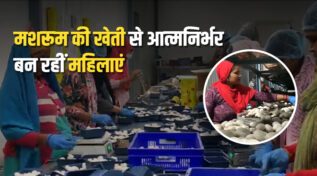 मशरूम की खेती mushroom farming