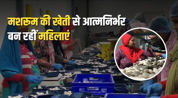 मशरूम की खेती mushroom farming