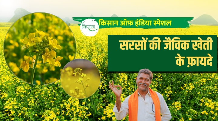 Bio mustard farming सरसों की जैविक खेती