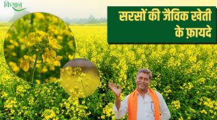 Bio mustard farming सरसों की जैविक खेती