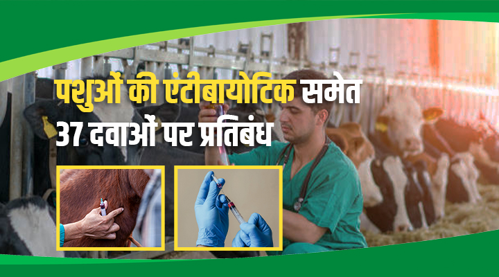 Big Decision Of Indian Government: पशुओं के Antibiotics समेत 37 दवाओं पर बैन, पशुपालकों के लिए नई गाइडलाइन जारी