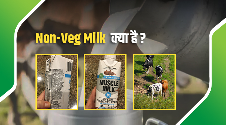 Non-Veg Milk: क्या वाकई गाय का दूध मांसाहारी हो सकता है? अमेरिका करना चाहता है आयात, जानिए डीटेल्स!