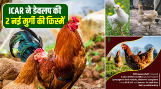 CARI-Nirbheek: देसी मुर्गी पालन में क्रांति, किसानों की आय दोगुनी करने वाला आया ‘Super Chicken’!