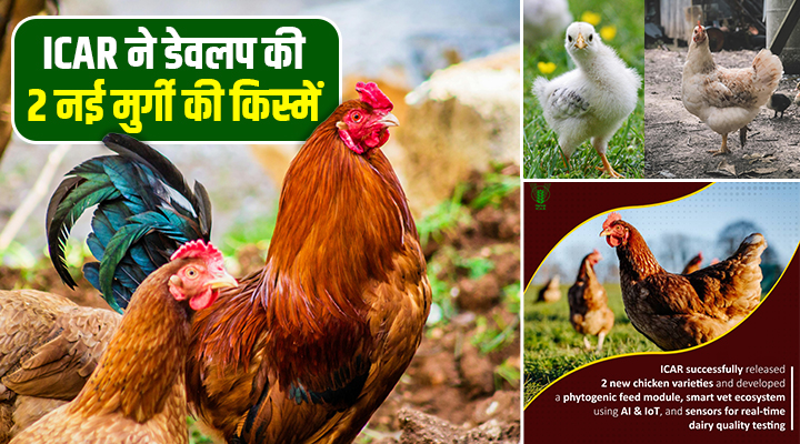 CARI-Nirbheek: देसी मुर्गी पालन में क्रांति, किसानों की आय दोगुनी करने वाला आया ‘Super Chicken’!