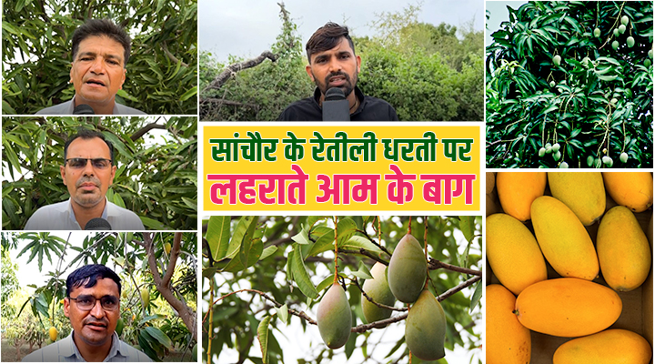 पारंपरिक खेती छोड़ आम की बागवानी ने बदली सांचौर की तस्वीर, किसानों की आर्थिक स्थिति हुई मज़बूत