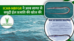 ICAR और NBFGR ने अरब सागर से खोजी नई गहरे पानी की सर्पमीन (ईल) प्रजाति Facciolella Smithi