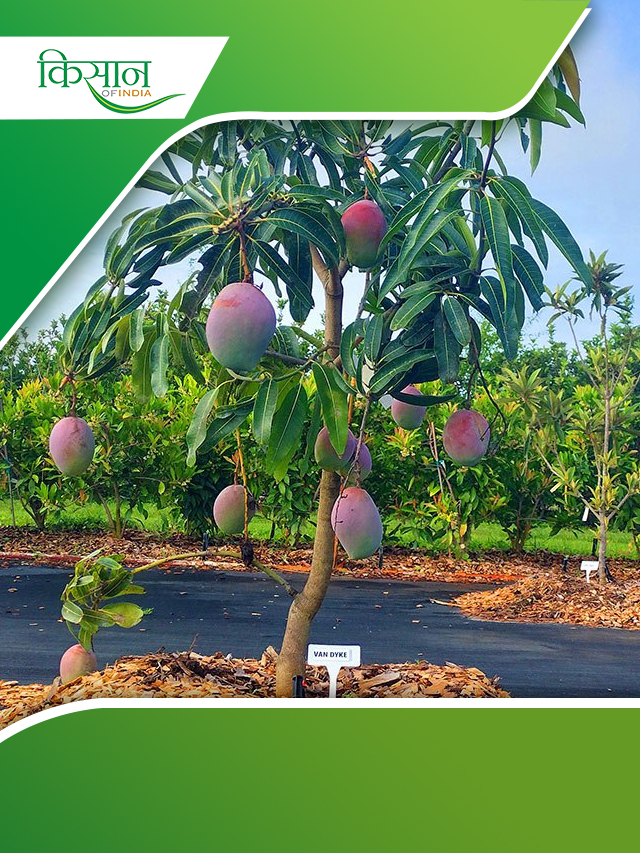 Facts About Mango: आम के बारे में कुछ Interesting Facts