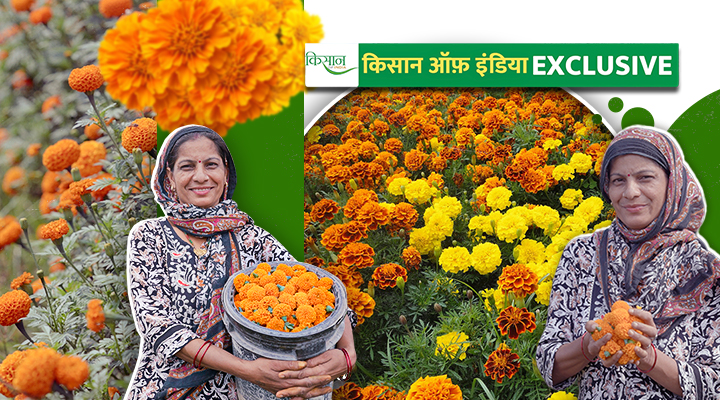 Marigold Farming गेंदे की खेती