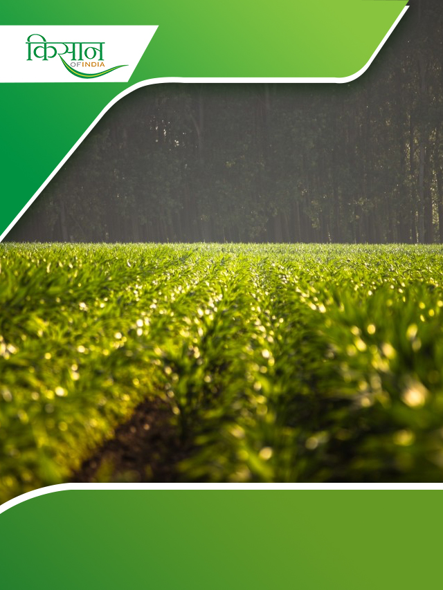 Farming At Night : क्या रात में खेती, ज़मीन की कमी को हल कर सकता है?