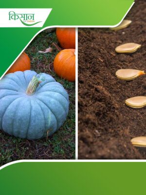 Petha pumpkin Cover