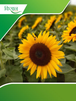 Sunflower Cover