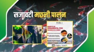 Ornamental Fish Rearing: सजावटी मछली पालन है फायदेमंद शौक के साथ शानदार बिज़नेस भी