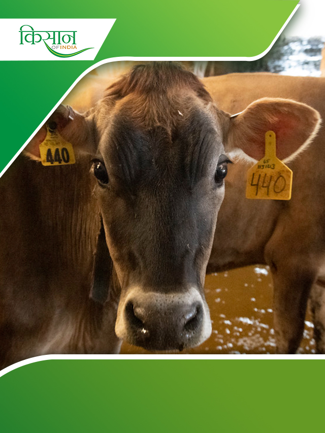 Ethical Cow Rearing : एथिकल गौपालन क्या है?