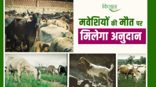 Big Initiative Of Bihar Government: अब आपदा में मरे मवेशियों पर मिलेगी मोटी रकम, जानें कैसे उठाएं लाभ