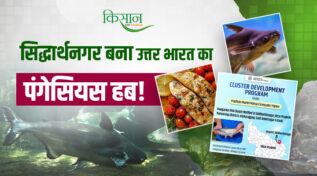 Pangasius Fish Cluster : उत्तर प्रदेश के सिद्धार्थनगर में डेवलप हो रहा उत्तर भारत का 'पंगेसियस क्लस्टर'
