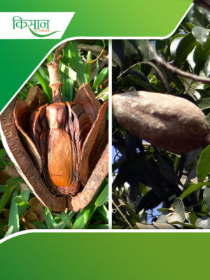 mahogany seeds Cover