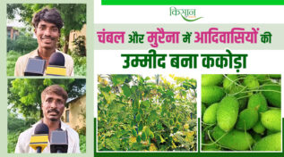 ककोड़ा की खेती kakoda ki kheti
