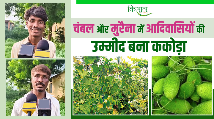 ककोड़ा की खेती kakoda ki kheti