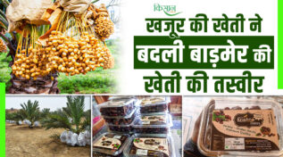 खजूर की खेती Date cultivation