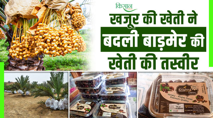 खजूर की खेती Date cultivation