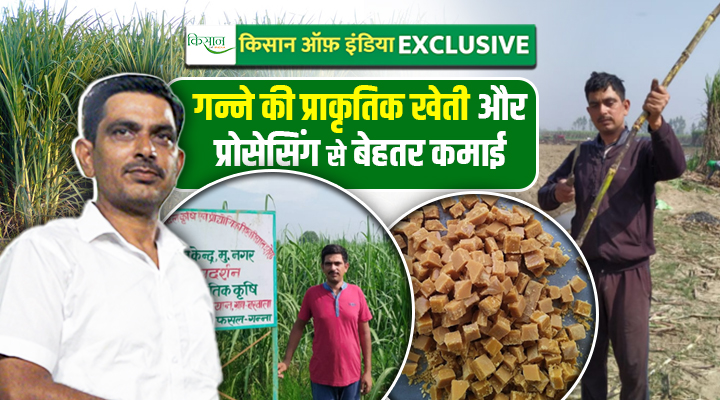 गन्ने की प्राकृतिक खेती के साथ प्रोसेसिंग Organic sugarcane farming and processing