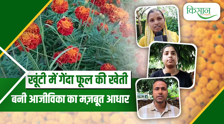 गेंदा फूल की खेती genda phool ki kheti